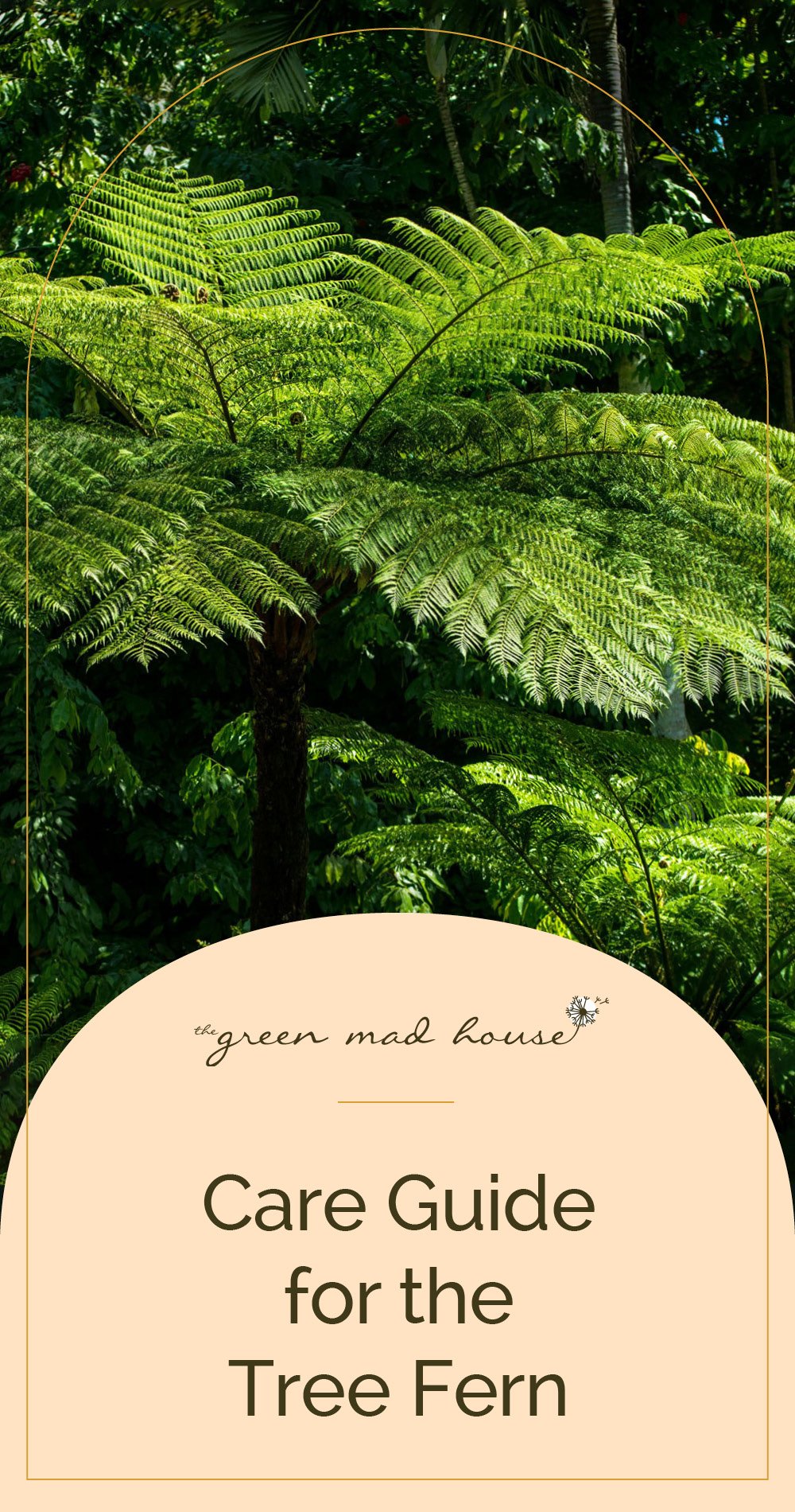 Care Guide for the Tree Fern